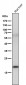 Anti-MLANA/Mart 1 Rabbit Monoclonal Antibody